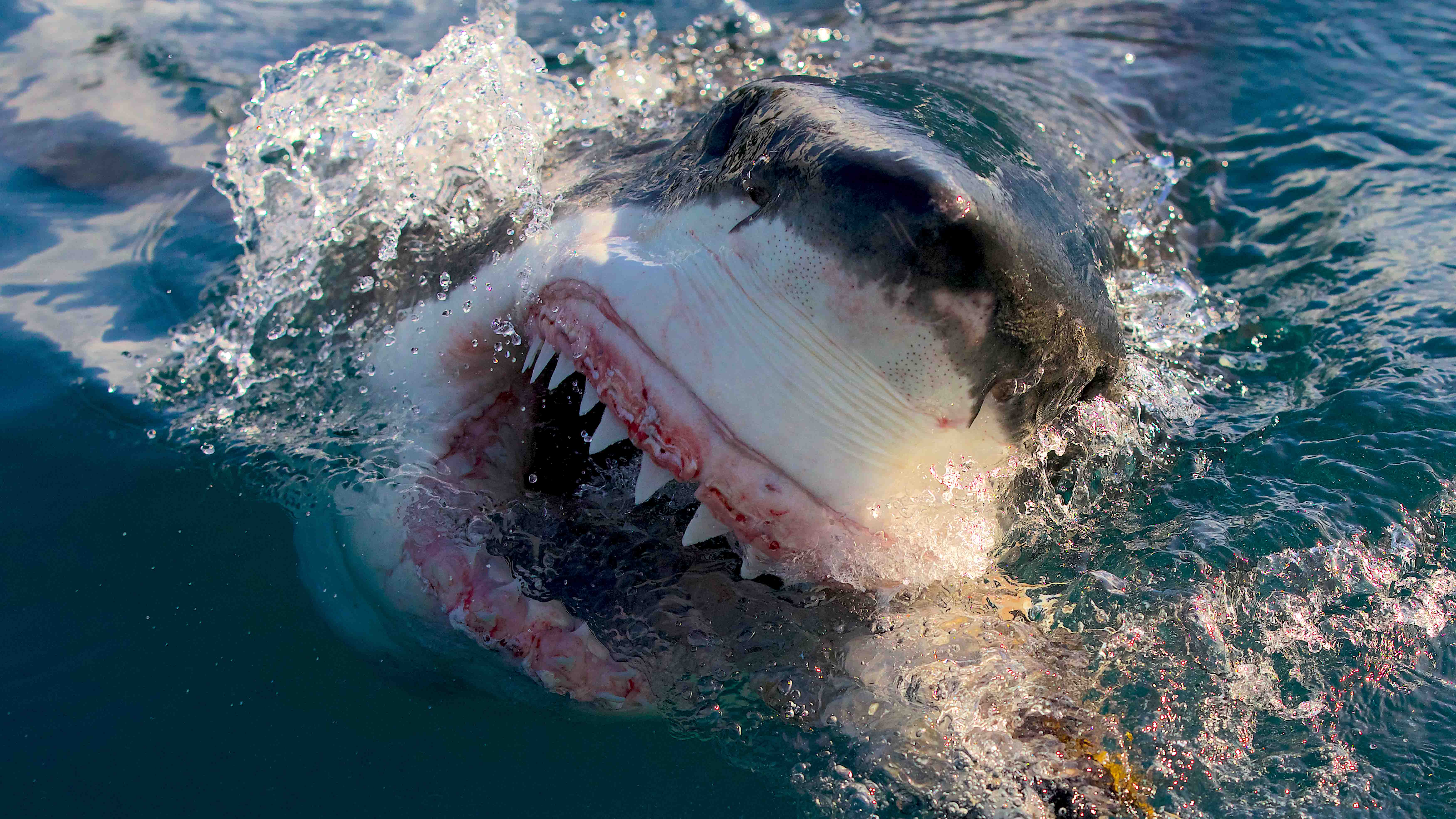 Shark Week 2023