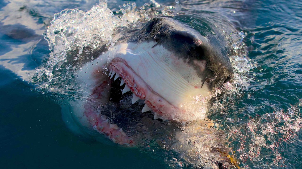Shark Week 2023