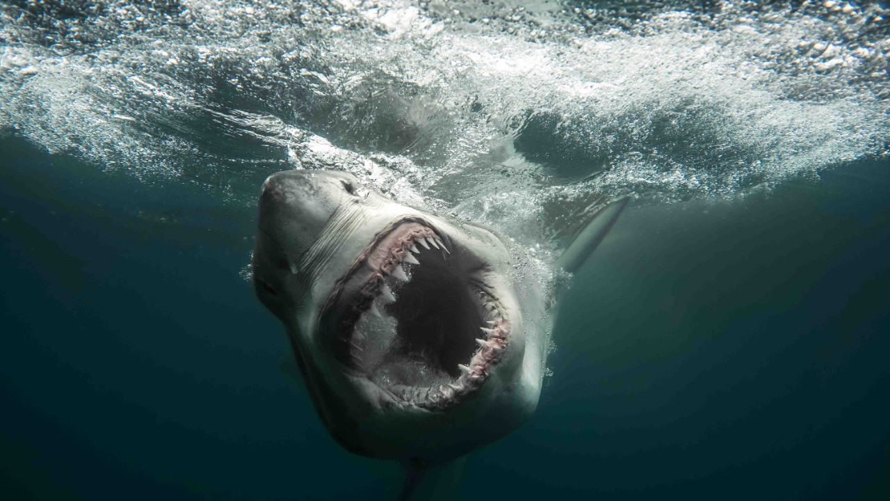A scene from a special airing during Shark Week 2026 on Discovery.